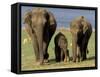 Asian Elephant Family, Nagarhole National Park, India-Gavriel Jecan-Framed Stretched Canvas