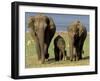 Asian Elephant Family, Nagarhole National Park, India-Gavriel Jecan-Framed Premium Photographic Print