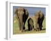 Asian Elephant Family, Nagarhole National Park, India-Gavriel Jecan-Framed Premium Photographic Print