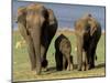 Asian Elephant Family, Nagarhole National Park, India-Gavriel Jecan-Mounted Premium Photographic Print