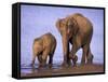 Asian Elephant Family, Nagarhole National Park, India-Gavriel Jecan-Framed Stretched Canvas