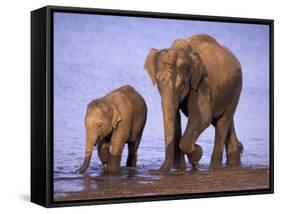 Asian Elephant Family, Nagarhole National Park, India-Gavriel Jecan-Framed Stretched Canvas