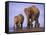 Asian Elephant Family, Nagarhole National Park, India-Gavriel Jecan-Framed Stretched Canvas