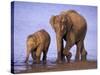 Asian Elephant Family, Nagarhole National Park, India-Gavriel Jecan-Stretched Canvas