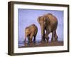 Asian Elephant Family, Nagarhole National Park, India-Gavriel Jecan-Framed Photographic Print