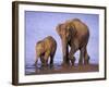 Asian Elephant Family, Nagarhole National Park, India-Gavriel Jecan-Framed Photographic Print