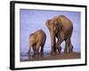 Asian Elephant Family, Nagarhole National Park, India-Gavriel Jecan-Framed Photographic Print