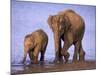 Asian Elephant Family, Nagarhole National Park, India-Gavriel Jecan-Mounted Photographic Print