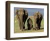 Asian Elephant Family, Nagarhole National Park, India-Gavriel Jecan-Framed Photographic Print