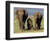 Asian Elephant Family, Nagarhole National Park, India-Gavriel Jecan-Framed Photographic Print