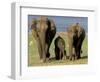 Asian Elephant Family, Nagarhole National Park, India-Gavriel Jecan-Framed Photographic Print