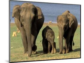 Asian Elephant Family, Nagarhole National Park, India-Gavriel Jecan-Mounted Photographic Print