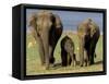 Asian Elephant Family, Nagarhole National Park, India-Gavriel Jecan-Framed Stretched Canvas