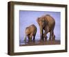 Asian Elephant Family, Nagarhole National Park, India-Gavriel Jecan-Framed Photographic Print