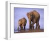 Asian Elephant Family, Nagarhole National Park, India-Gavriel Jecan-Framed Photographic Print