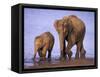 Asian Elephant Family, Nagarhole National Park, India-Gavriel Jecan-Framed Stretched Canvas