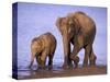 Asian Elephant Family, Nagarhole National Park, India-Gavriel Jecan-Stretched Canvas