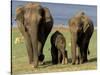 Asian Elephant Family, Nagarhole National Park, India-Gavriel Jecan-Stretched Canvas