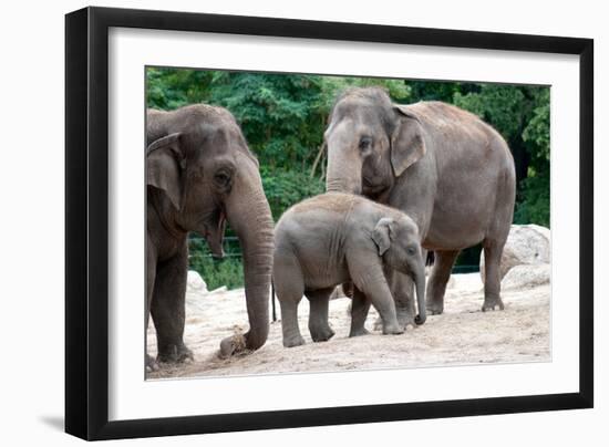 Asian Elephant Family-Lantern Press-Framed Art Print