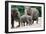 Asian Elephant Family-Lantern Press-Framed Art Print
