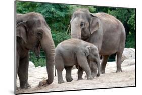 Asian Elephant Family-Lantern Press-Mounted Art Print