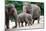 Asian Elephant Family-Lantern Press-Mounted Art Print