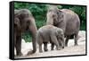 Asian Elephant Family-Lantern Press-Framed Stretched Canvas