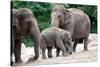 Asian Elephant Family-Lantern Press-Stretched Canvas