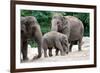 Asian Elephant Family-Lantern Press-Framed Art Print