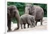 Asian Elephant Family-Lantern Press-Framed Art Print