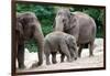 Asian Elephant Family-Lantern Press-Framed Art Print