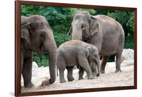 Asian Elephant Family-Lantern Press-Framed Art Print
