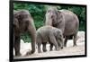 Asian Elephant Family-Lantern Press-Framed Art Print