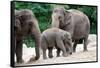 Asian Elephant Family-Lantern Press-Framed Stretched Canvas