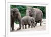 Asian Elephant Family-Lantern Press-Framed Premium Giclee Print