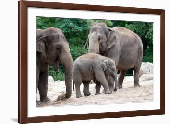 Asian Elephant Family-Lantern Press-Framed Premium Giclee Print