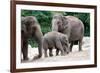 Asian Elephant Family-Lantern Press-Framed Premium Giclee Print