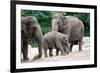 Asian Elephant Family-Lantern Press-Framed Premium Giclee Print