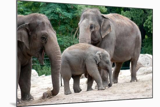 Asian Elephant Family-Lantern Press-Mounted Premium Giclee Print