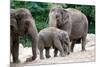 Asian Elephant Family-Lantern Press-Mounted Premium Giclee Print