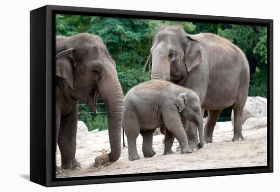 Asian Elephant Family-Lantern Press-Framed Stretched Canvas