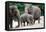 Asian Elephant Family-Lantern Press-Framed Stretched Canvas