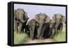 Asian Elephant Group on Jungle Track-null-Framed Stretched Canvas