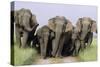 Asian Elephant Group on Jungle Track-null-Stretched Canvas