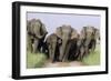 Asian Elephant Group on Jungle Track-null-Framed Photographic Print