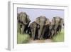 Asian Elephant Group on Jungle Track-null-Framed Photographic Print