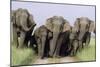 Asian Elephant Group on Jungle Track-null-Mounted Photographic Print