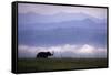 Asian Elephant in the Himalayan Foothills-null-Framed Stretched Canvas