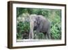 Asian Elephant Solo-Lantern Press-Framed Art Print