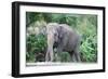 Asian Elephant Solo-Lantern Press-Framed Art Print